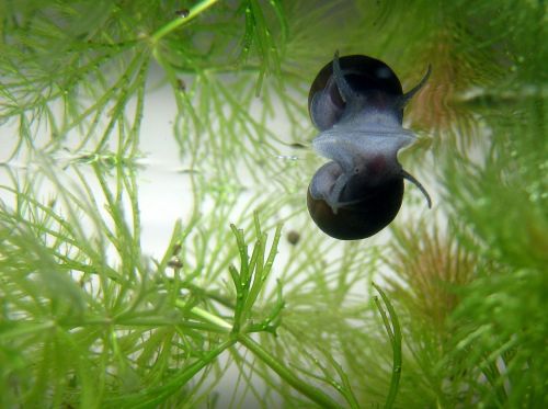 snail aquarium mirror image