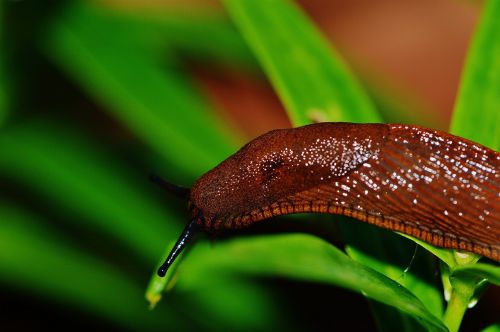 snail slug garden
