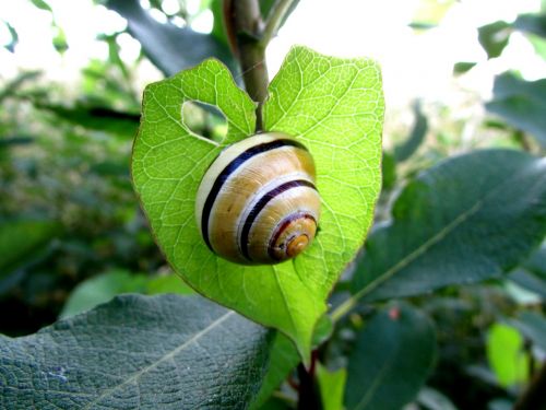 snail molluscs shell