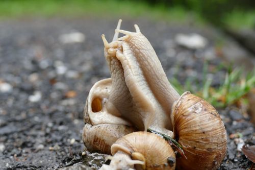 snail copulation pairing