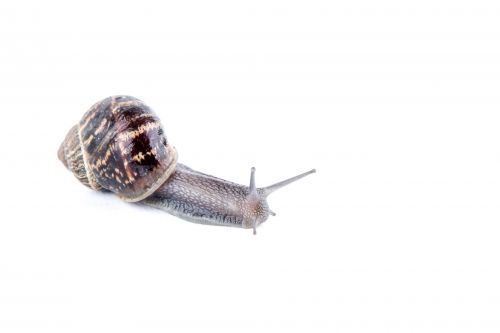 Snail