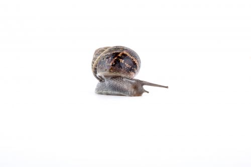 Snail