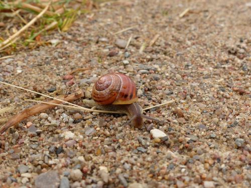 snail nature reptile