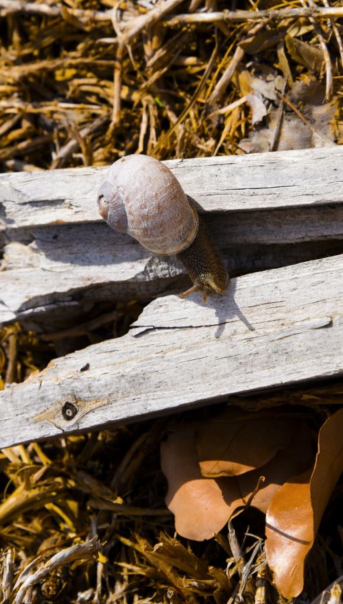 Snail