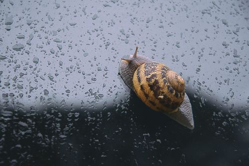 snail spring rain