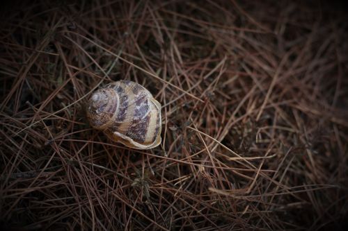snail house shell