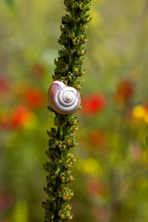 snail meadow plant