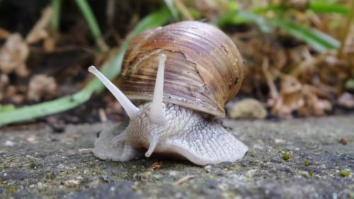 snail shell mollusk