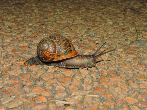 snail crawl animal