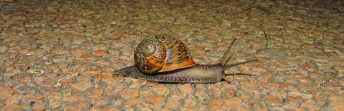 snail crawl animal