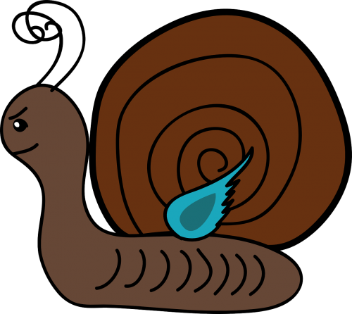 snail gastropod univalve