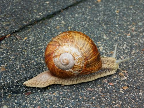 snail shell reptile