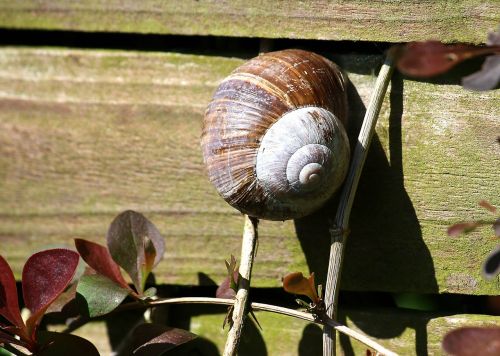 snail garden summer