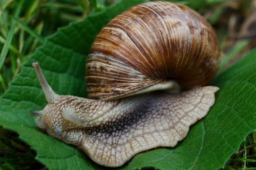snail snails nature