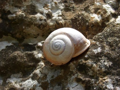 snail shell spiral