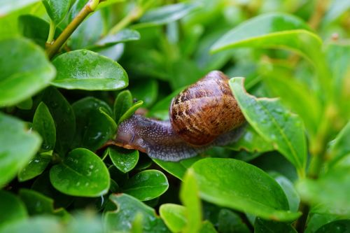 snail hedge green