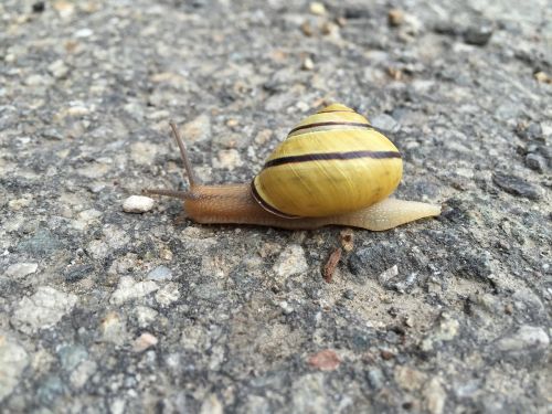 snail animals brooding hen