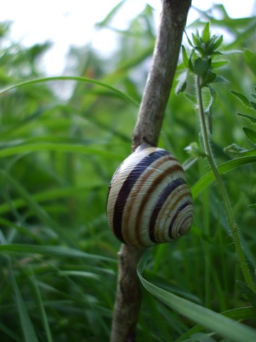 snail shell mollusk