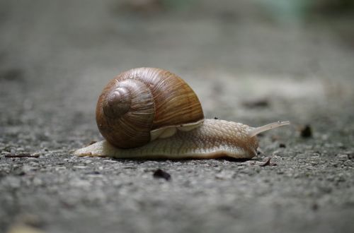 snail conch slow