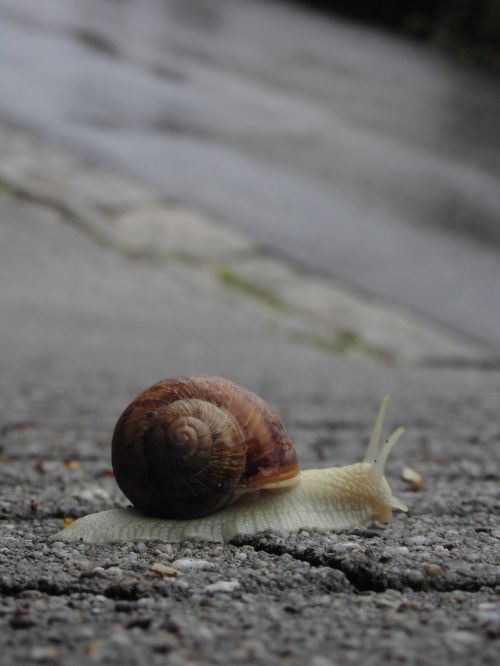 snail slowly close