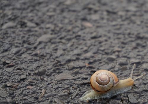 snail shell crawl