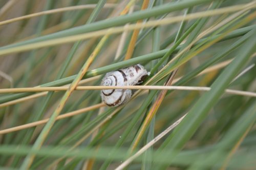 snail grass nature