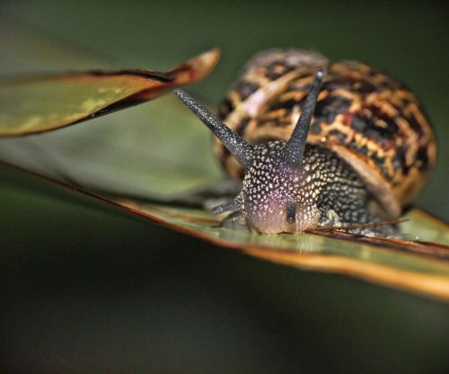 snail macro garden