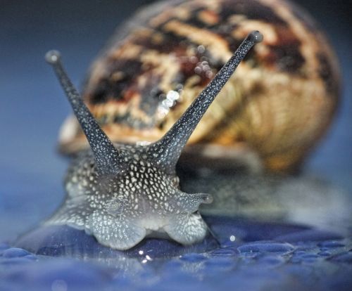 snail macro curious