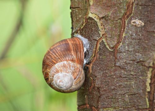 snail shell tree
