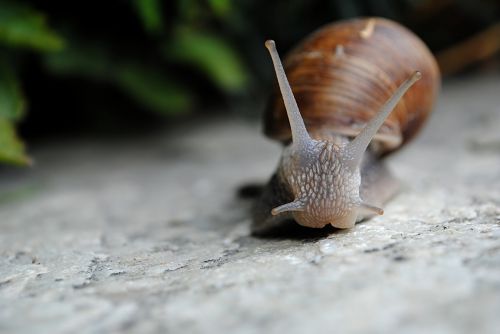 snail nature slow