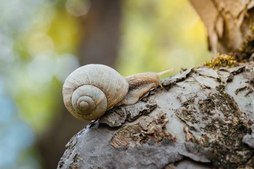 snail creeps closeup