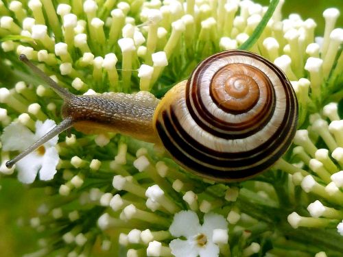 snail garden snail shell