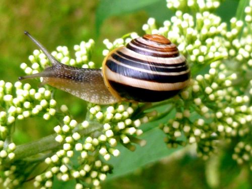 snail garden snail shell