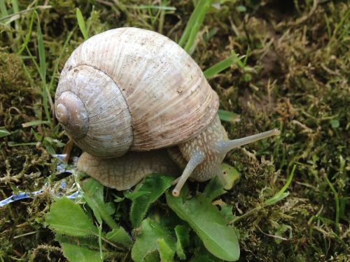 snail home slowly