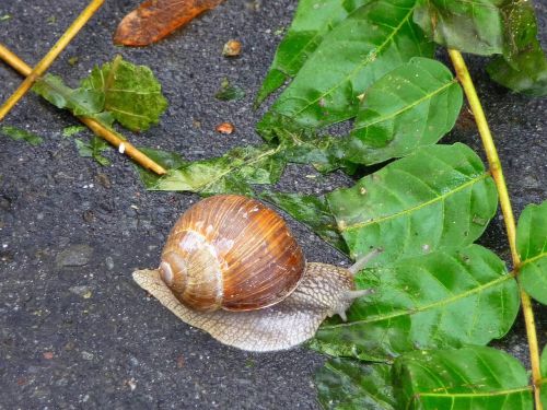 snail nature slow