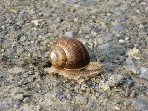 snail time slowly