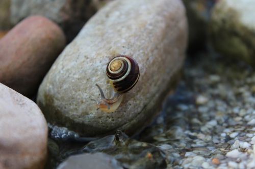 snail animal reptile