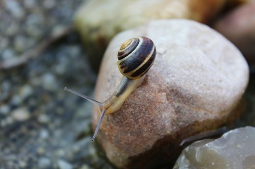 snail animal reptile