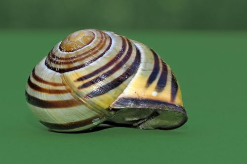 snail shell mollusk