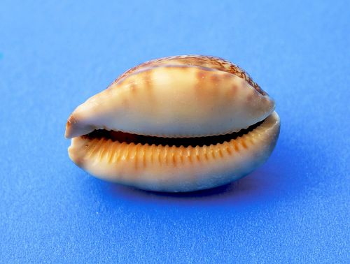 snail molluscum marine