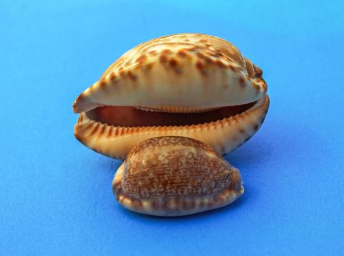 snail molluscum marine