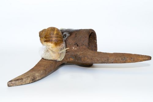 snail shell iron