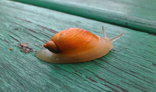 snail creeps clam