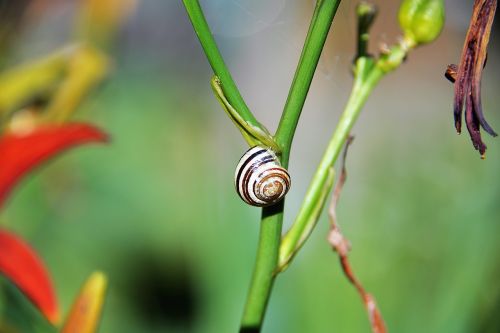 snail shell halm