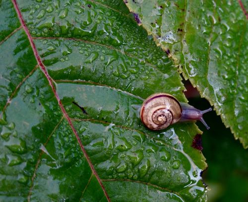snail nature plant