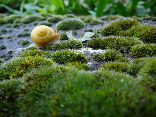snail shell animal