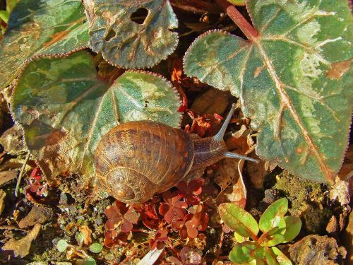 snail nature animal