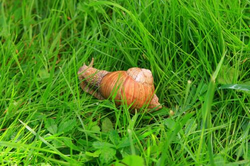 snail nature kassari