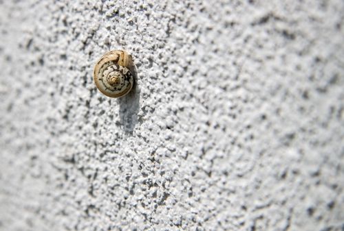 snail snail on the wall loneliness