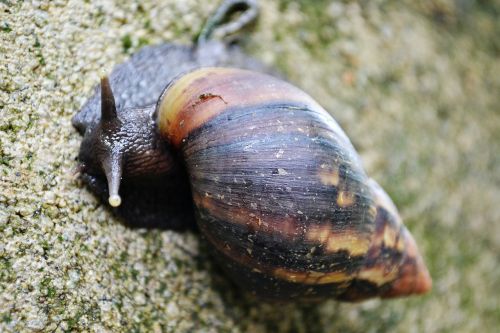 snail shell life